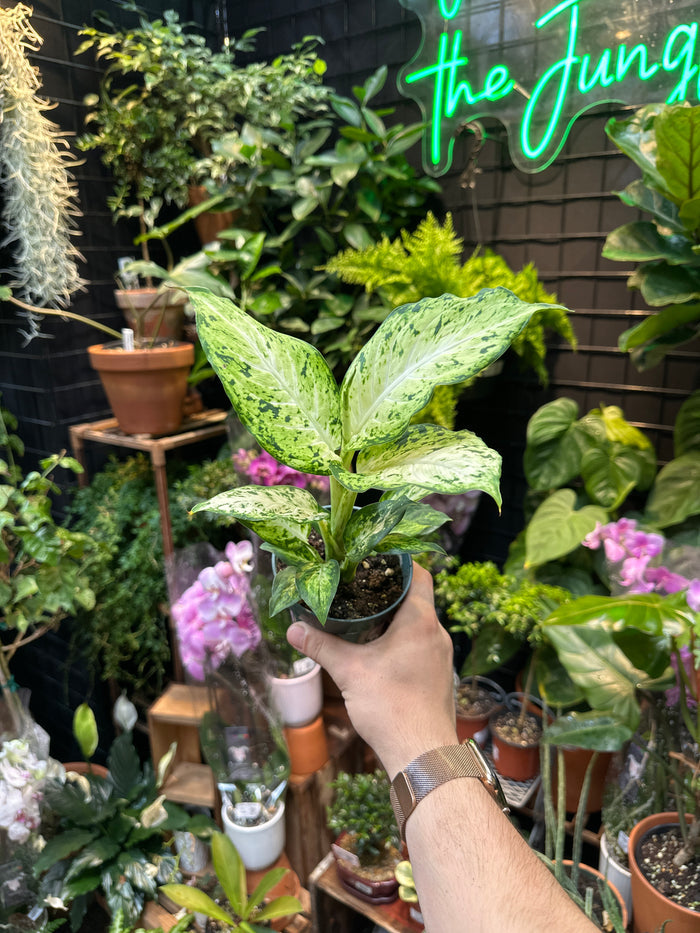 Dieffenbachia 'Amy'