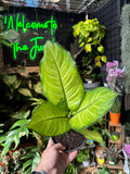 Dieffenbachia 'Martha'