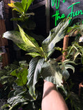 Dieffenbachia 'Maui Wowie'