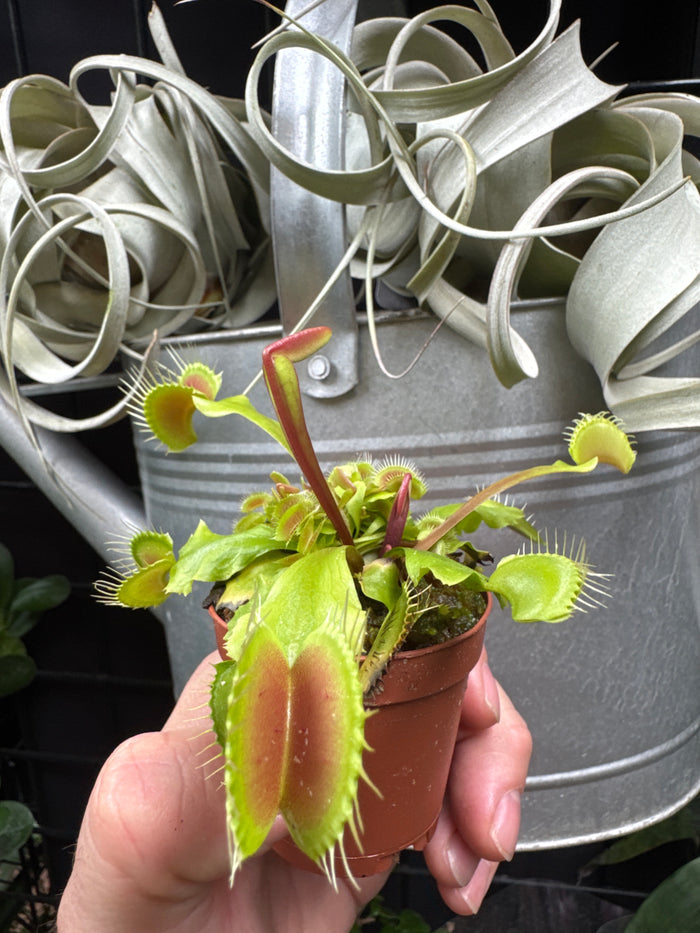 Dionaea muscipula (Big Mouth)
