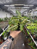 Dracaena 'Florida Beauty'