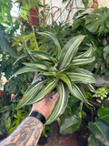 Dracaena 'Jade Jewel'
