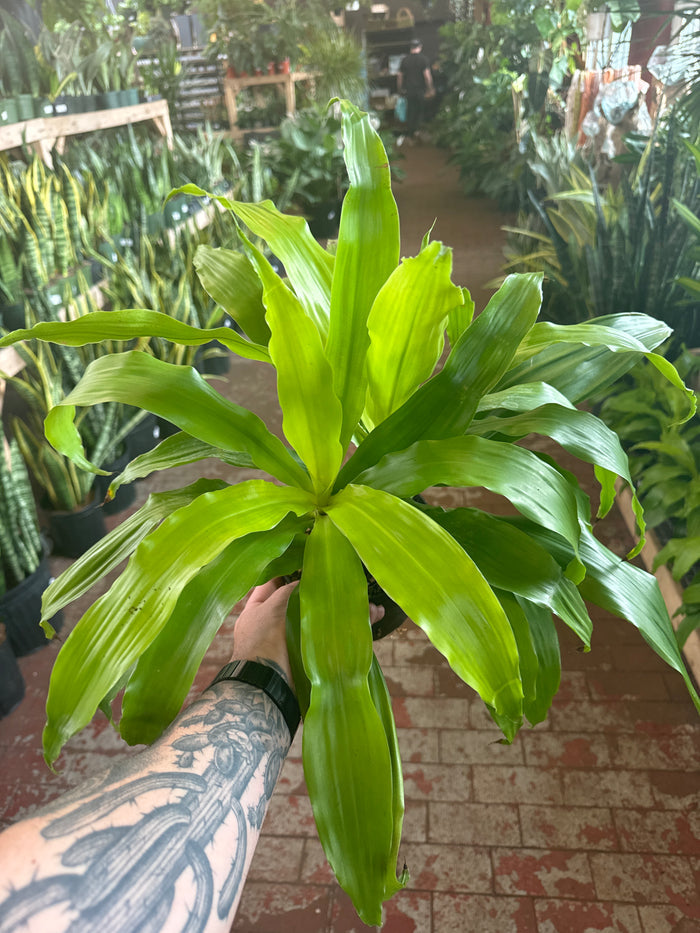 Dracaena Limelight