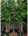 Dracaena Stednerii 'Moonlight'