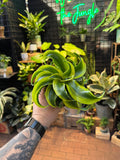 Dracaena 'Yellow Tornado'