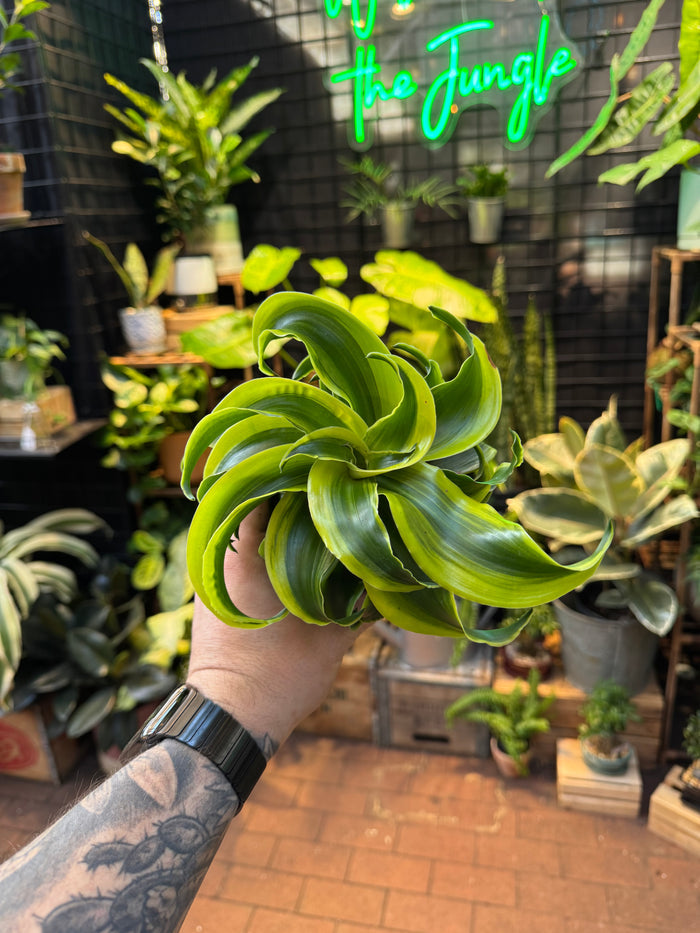 Dracaena 'Yellow Tornado'