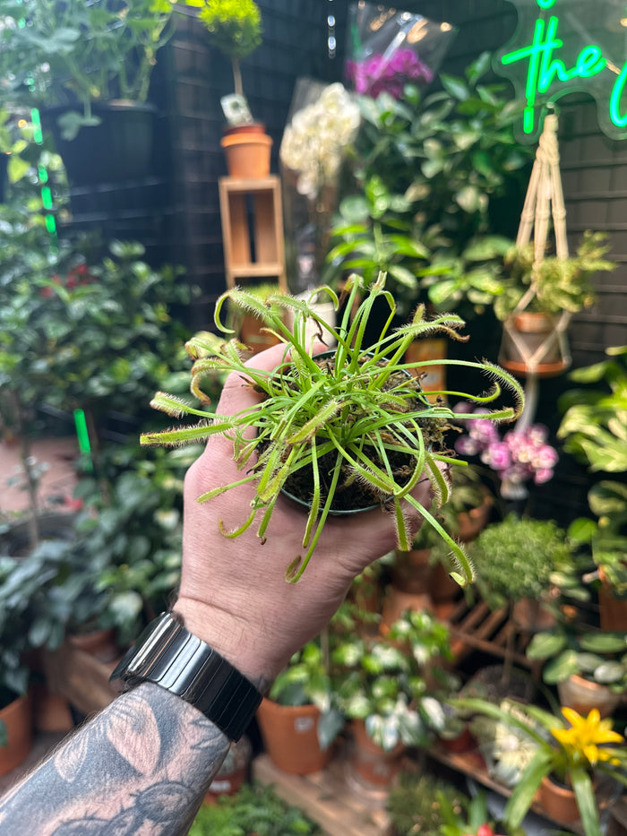 Drosera capensis