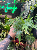 East Indian Holly Fern
