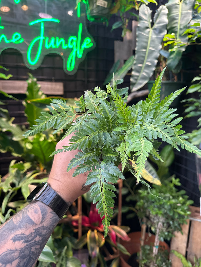 East Indian Holly Fern