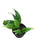 Epipremnum amplissiumum silver
