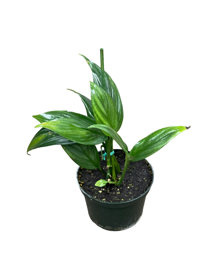 Epipremnum amplissiumum silver