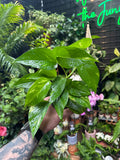 Epipremnum Aureum (Golden Pothos)