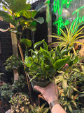 Epipremnum Aureum 'Shangri La'