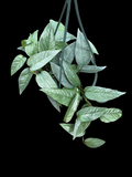 Epipremnum 'Cebu Blue'