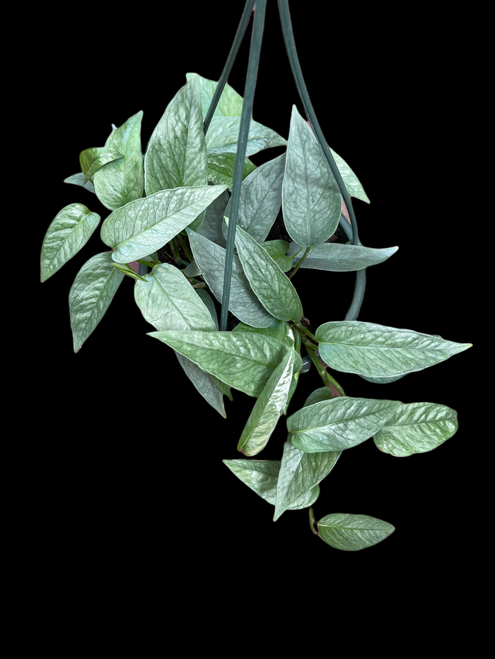 Epipremnum 'Cebu Blue'