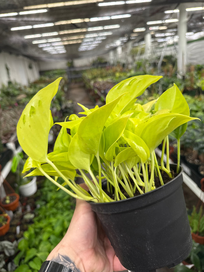 Epipremnum 'Champs Elysees'
