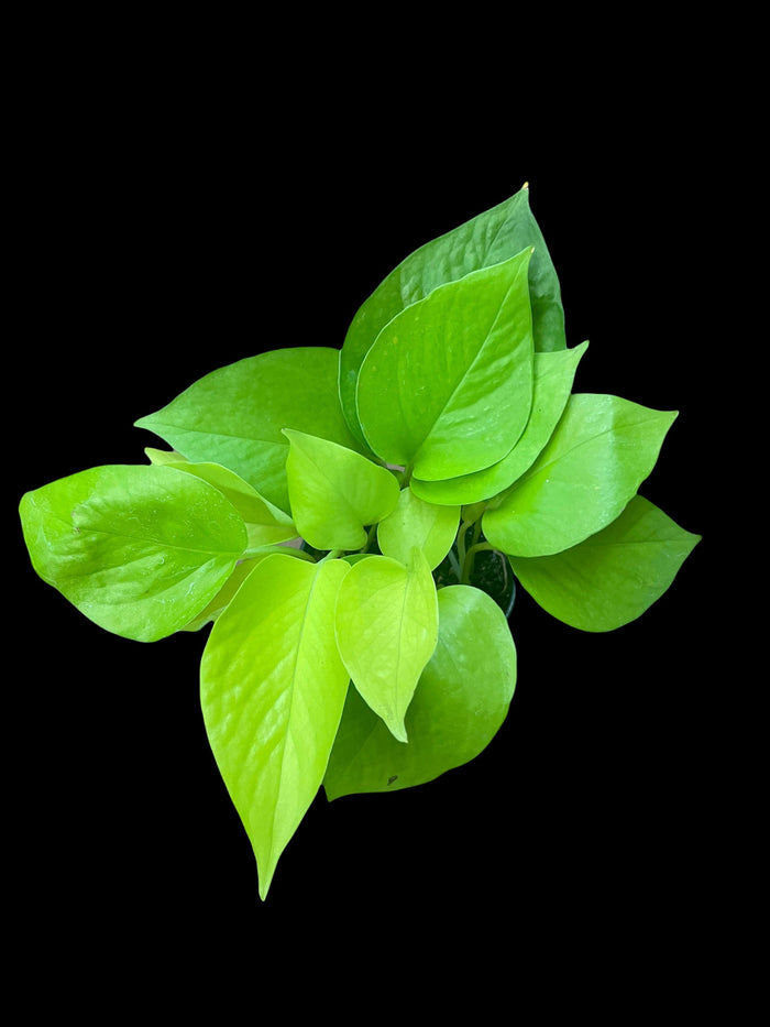 Epipremnum 'Neon' (Pothos)