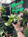 Epipremnum Pearls and Jade