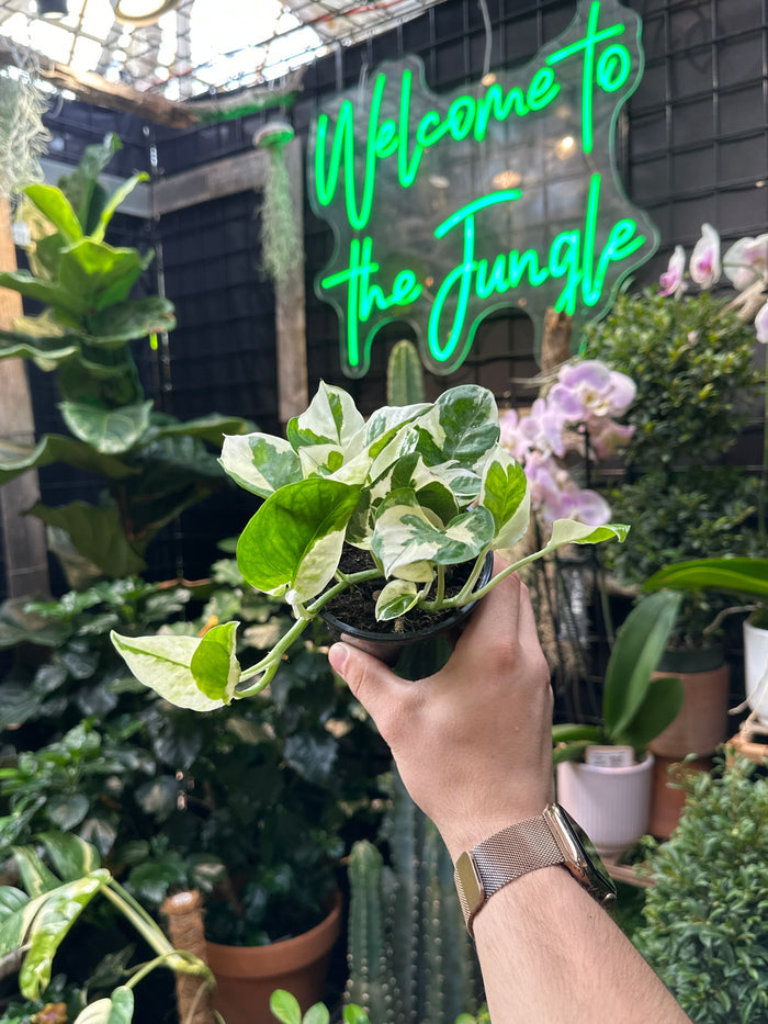 Epipremnum Pearls and Jade