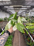 Epipremnum Pinnatum Marble Variegata