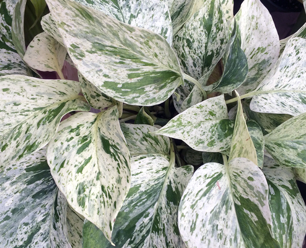 Epipremnum 'Snow Queen' (Pothos)