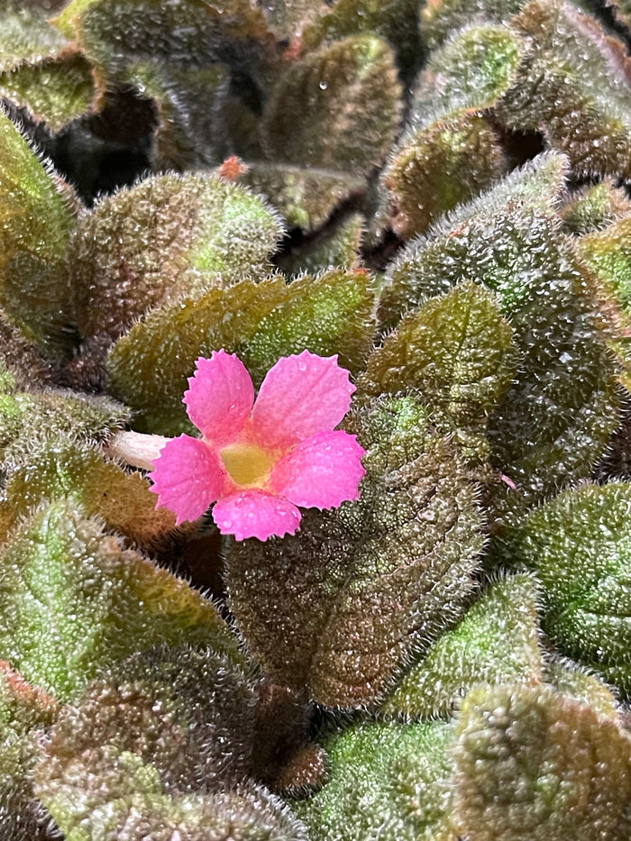 Episcia Pink Panther
