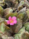 Episcia Pink Panther