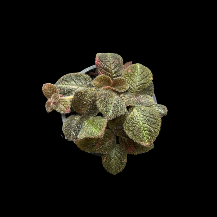 Episcia Pink Panther