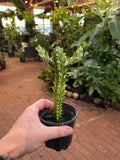 Euphorbia trigona variegata