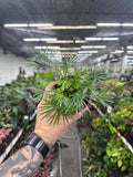 Eyelash Fern (Actiniopteris australis)