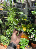 Farfugium 'Firefly'