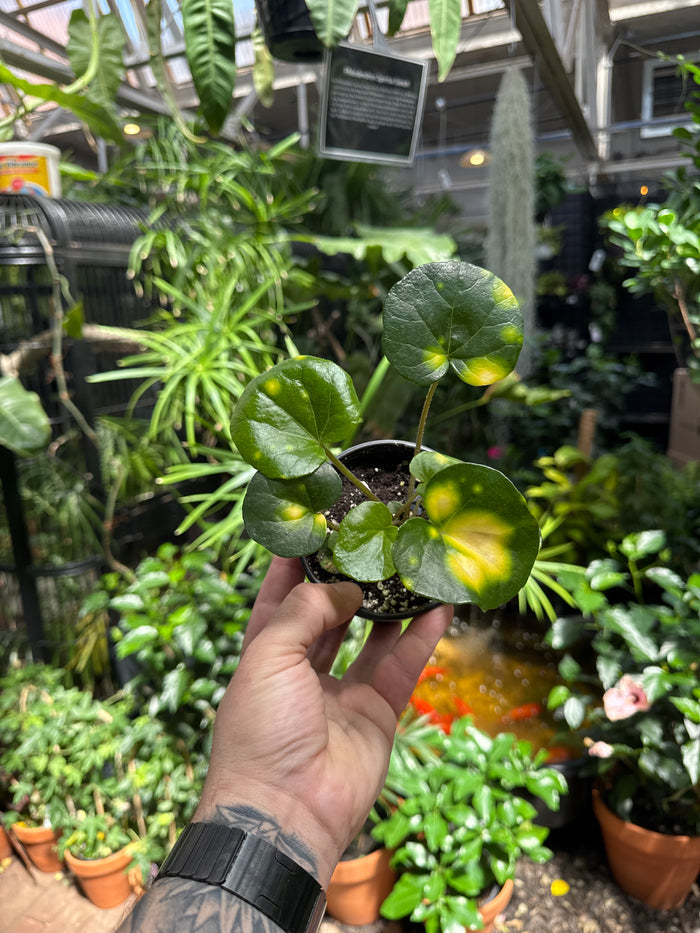 Farfugium 'Firefly'