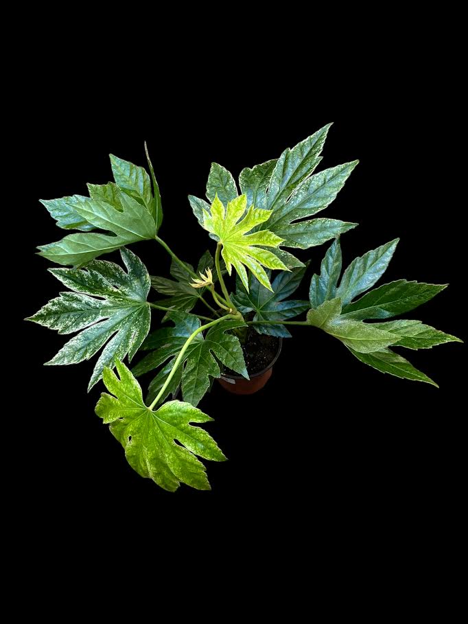 Fatsia Japonica "Spider Web"
