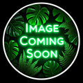 Fatsia japonica