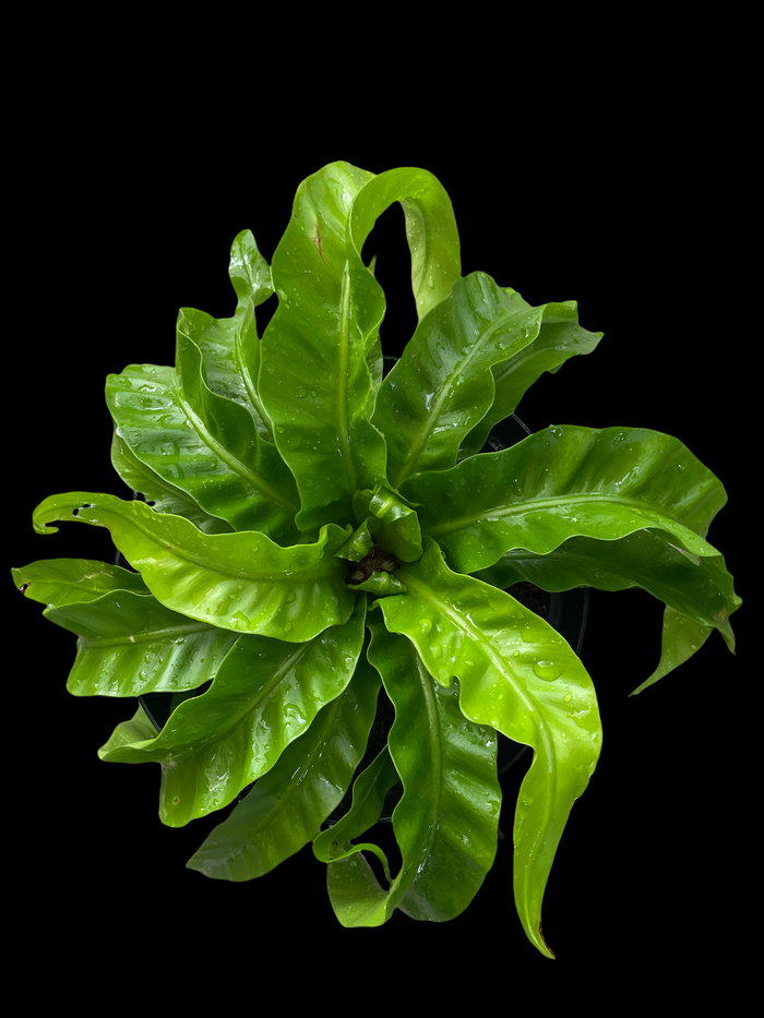 Fern - Asplenium "Hurricane"