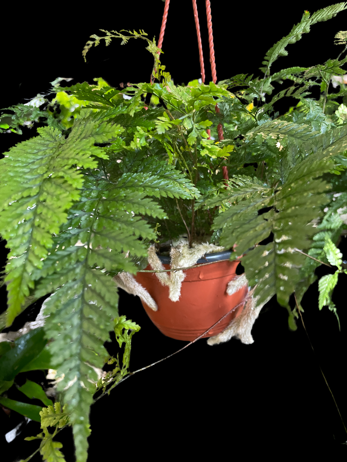 Fern - Rabbit's Foot