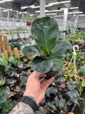 Ficus lyrata 'Little Sunshine'
