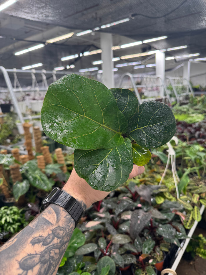 Ficus lyrata 'Little Sunshine'