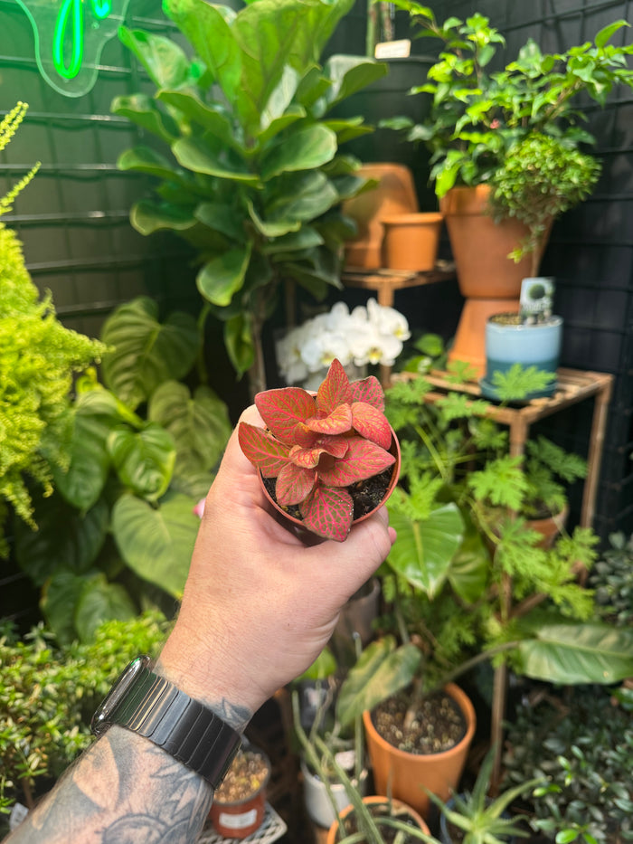 Fittonia ‘Red Flame'