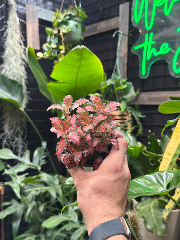 Fittonia 'Red Forest'