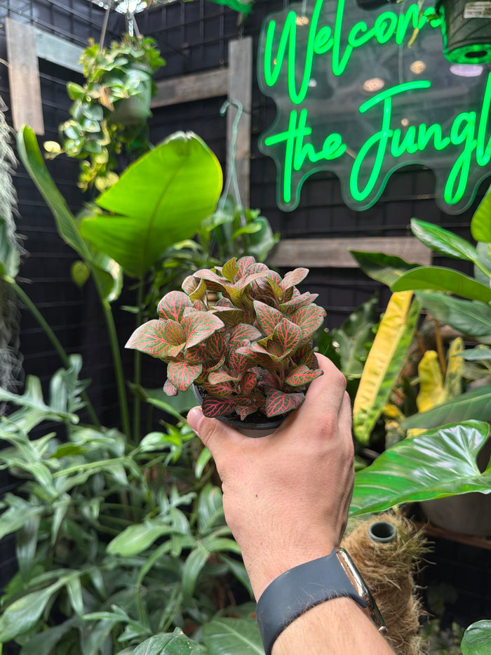 Fittonia ‘Red Maxi’