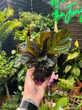 Goepperita ornata 'Pinstripe' (Calathea)