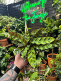 Goeppertia insignis (Rattlesnake Calathea)
