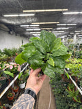 Goeppertia kegeljanii (Calathea Mosaica)