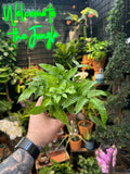 Golden Zebra Bamboo Fern