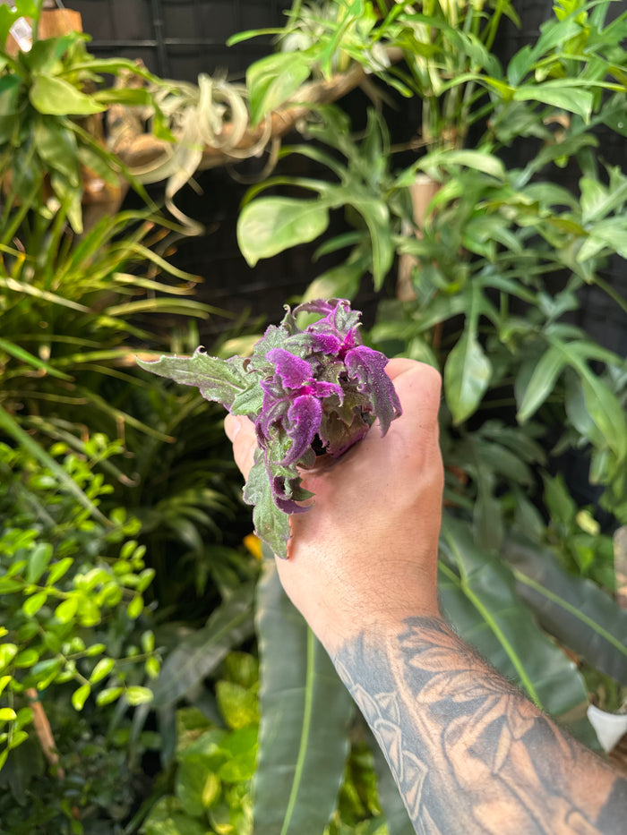 Gynura Purple Passion