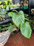 Homalomena Emerald Gem