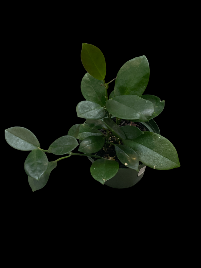 Hoya Australis