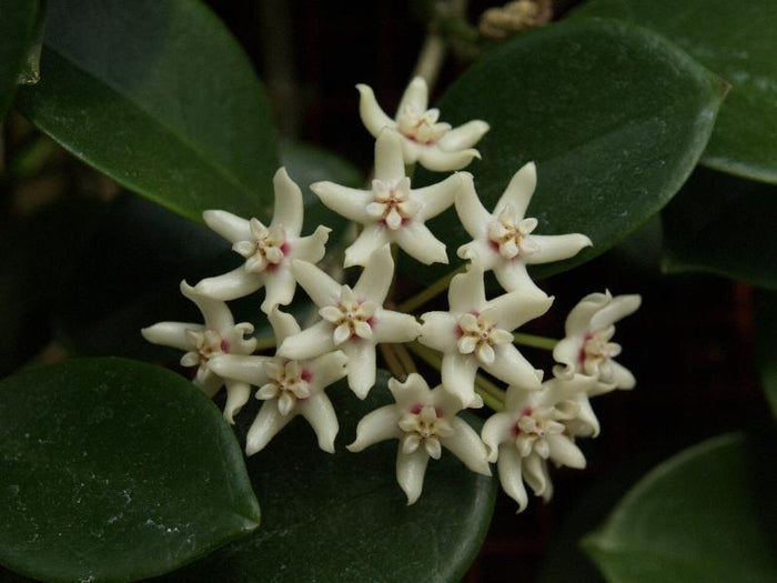 Hoya Australis