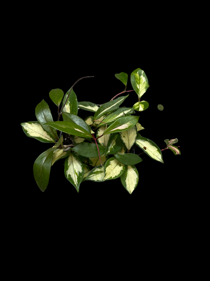 Hoya Carnosa 'Krimson Princess'